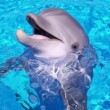 dolphin1-300x222
