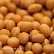 Soy-Beans-Closeup-Bulk-Food