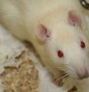 Truth about the Seralini rat-tumor-GMO study explodes