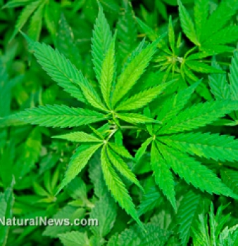 Prohibition is dead: 54 percent of Georgians want marijuana fully legalized