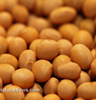 Study: Roundup Ready GM soybeans accumulate poison more than equivilant non-GM soybeans