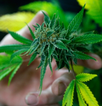 Alaska takes major step toward marijuana legalization