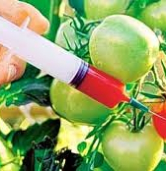 USDA Report: GMO’s do not increase crop yields