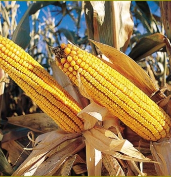REPORT: GM crops bring higher agrochemical use and lower productivity in Brazil