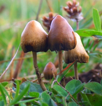 Scientists Discover How Magic Mushrooms Expand Our Minds